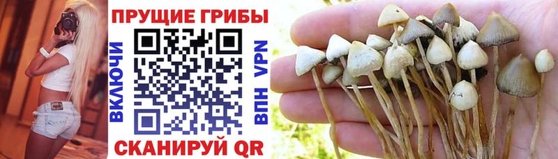 магазин мориарти официальный сайт Галлюциногенные грибы Cubensis Николаевск